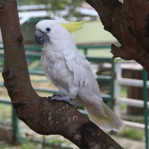bird bird