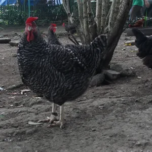 chicken-1 chicken-1