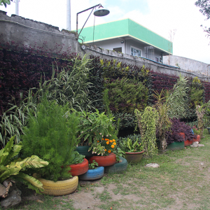 plants plants