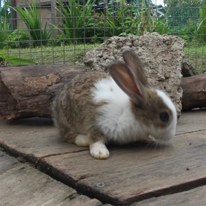 rabbit rabbit