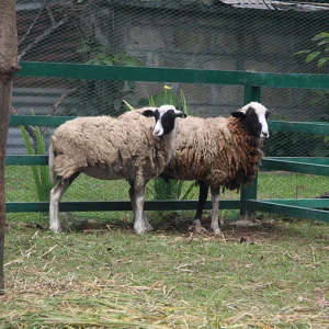 sheep sheep